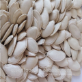 Mongólia Interior chinês 2019 nova safra sementes de abóbora de boa qualidade preço barato